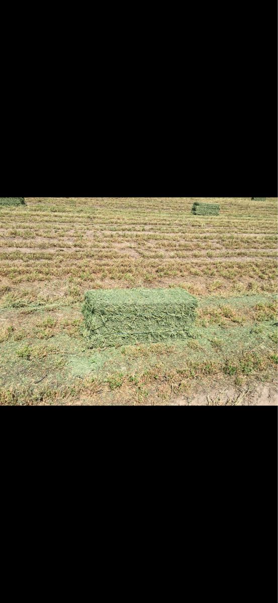 2nd crop Alfalfa Hay