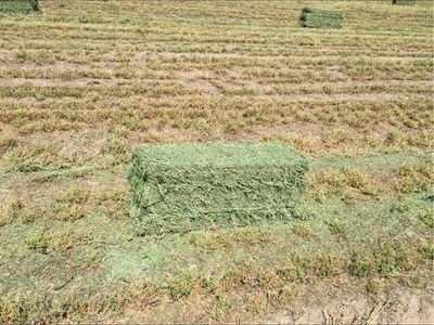 2nd crop Alfalfa Hay