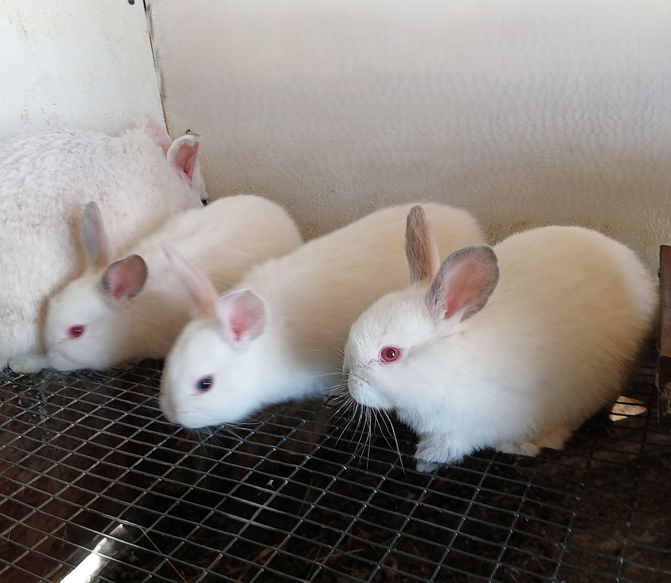 3 baby rabbits white