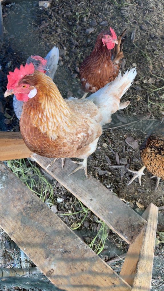 Chickens