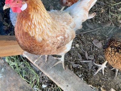Chickens