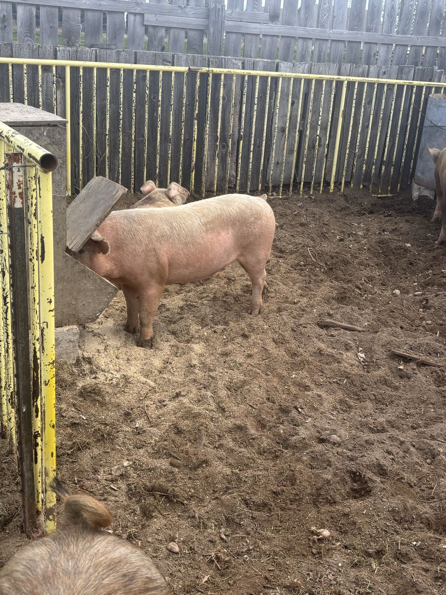 Butcher pigs for sale $750 for everything