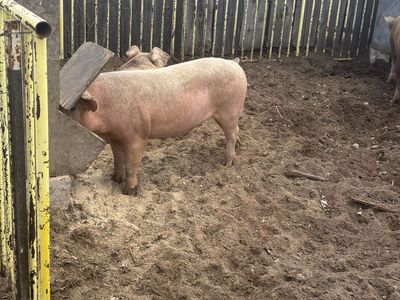 Butcher pigs for sale $750 for everything