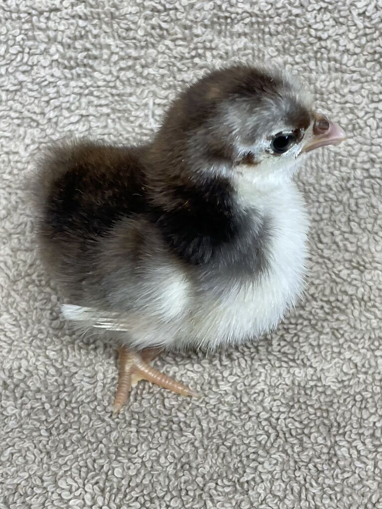 Serama Chicks Day, Week And 2 Week Old