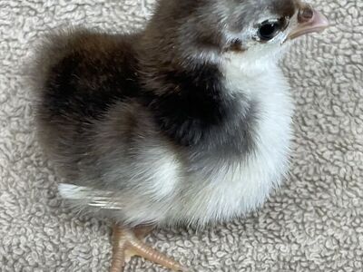 Serama Chicks Day, Week And 2 Week Old