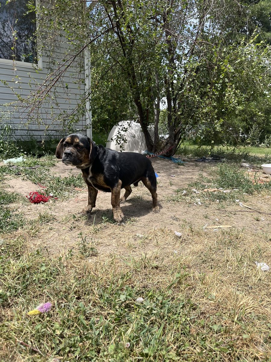 Bull dog mix neutered dog