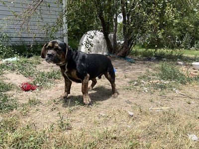Bull dog mix neutered dog