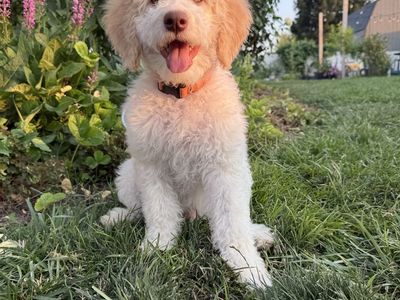Teddy bear Golden Doodle Puppy