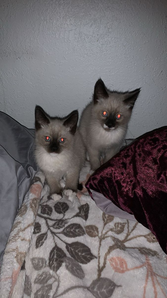 Russian Blue Siberian Mix Male Kitten !!