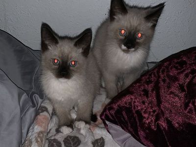 Russian Blue Siberian Mix Male Kitten !!