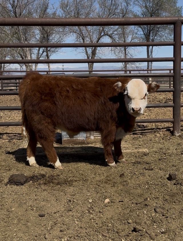 Registered miniature Herefords.