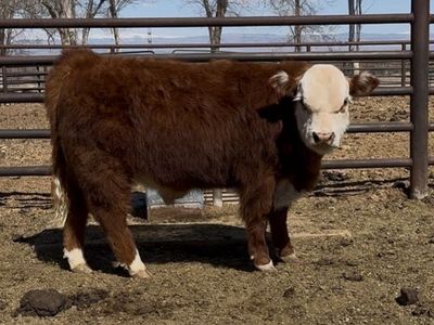 Registered miniature Herefords.