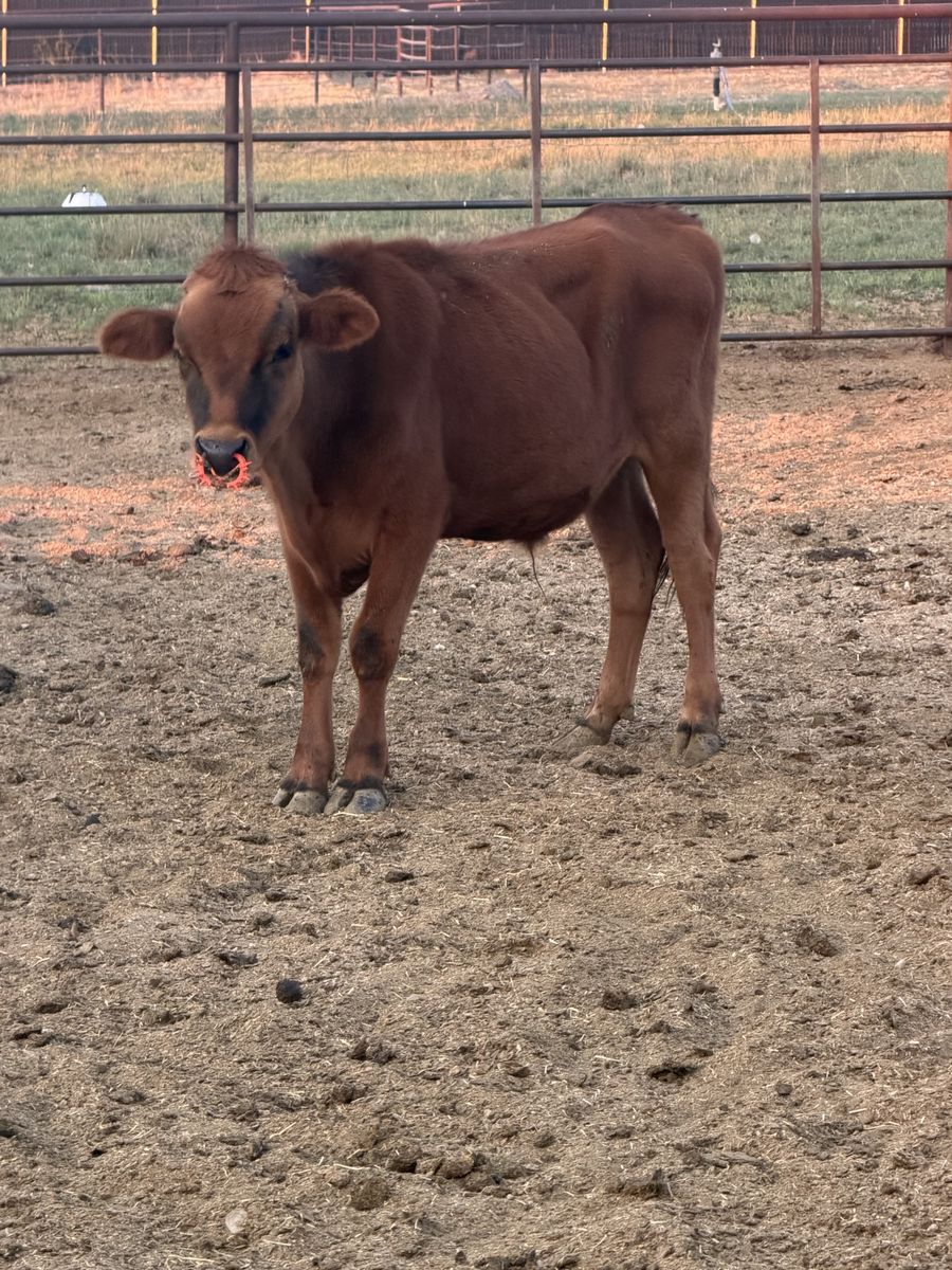 Red angus jersey cross steer