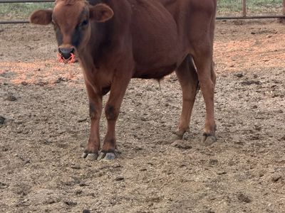 Red angus jersey cross steer