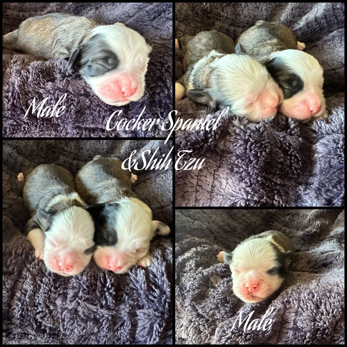 Cocker Spaniel–Shih Tzu