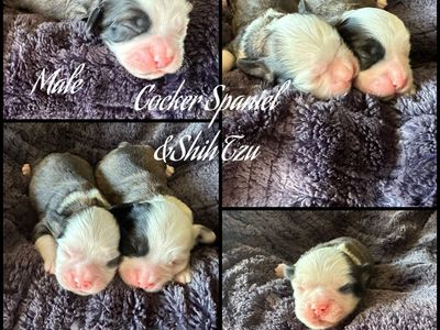 Cocker Spaniel–Shih Tzu