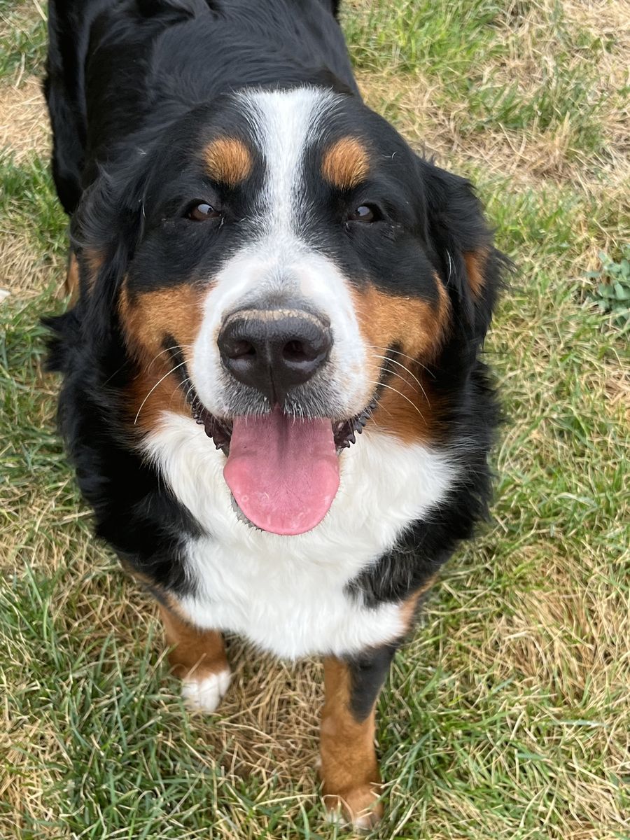 Bernese