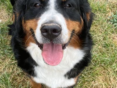 Bernese