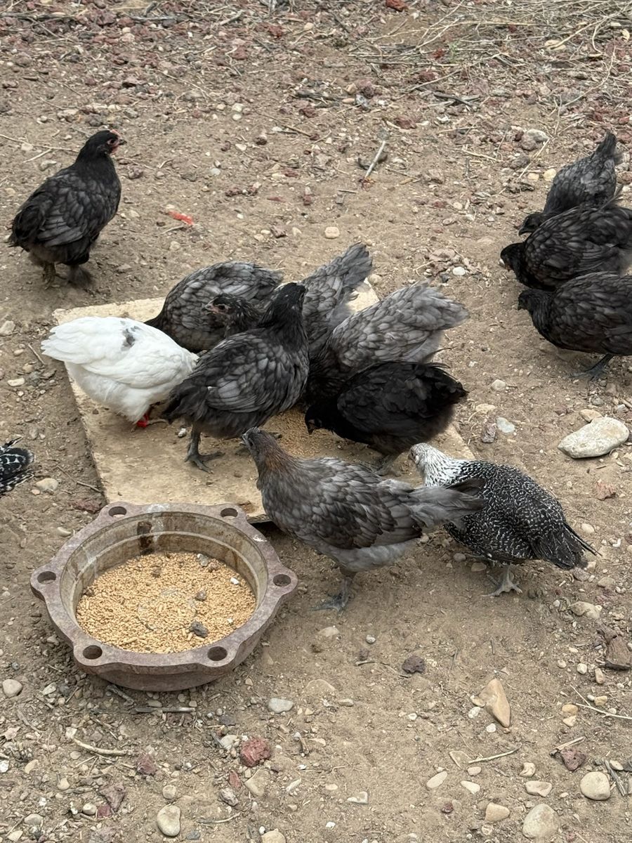 8 week old chicks