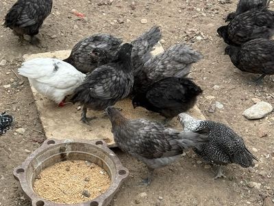 8 week old chicks