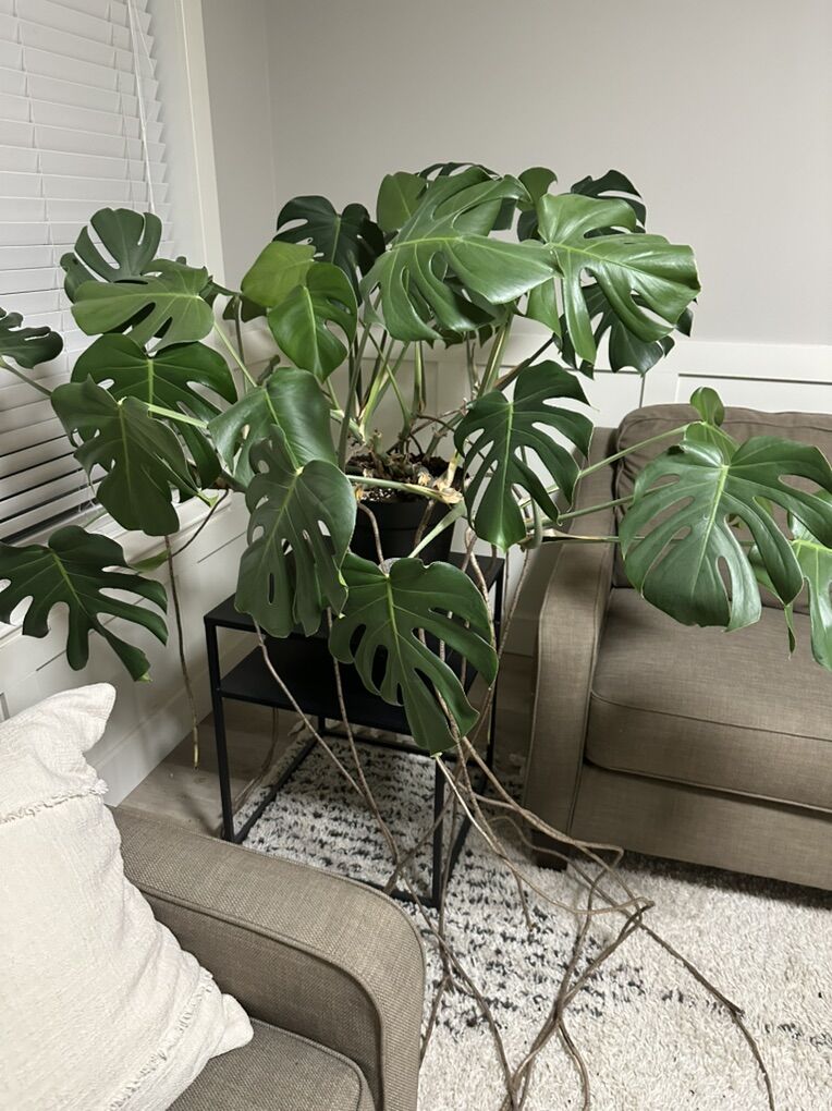 Monstera Plant
