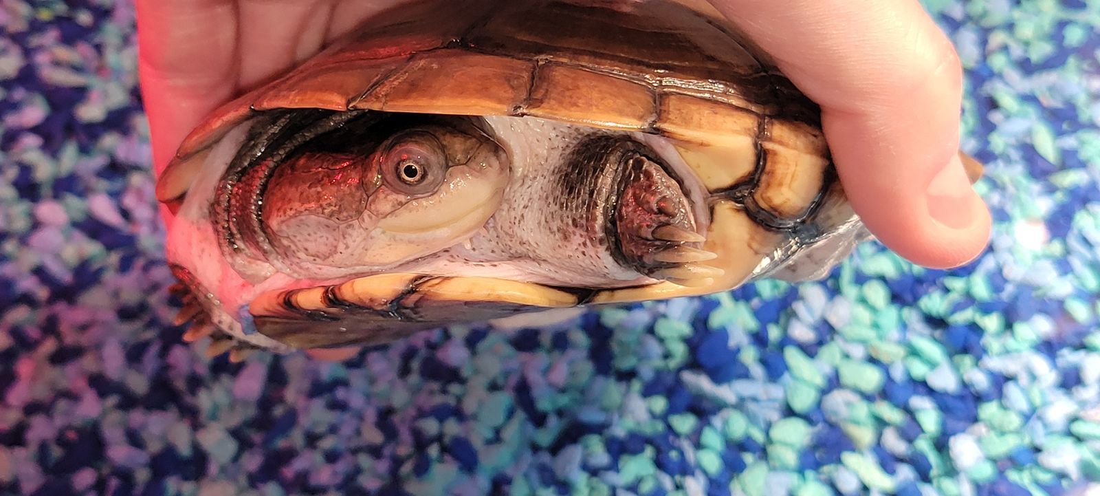 Adorable 5" African Side-Necked Freshwater Turtle