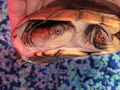 Adorable 5" African Side-Necked Freshwater Turtle