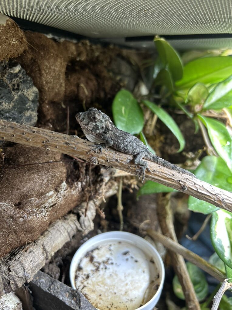 !!Baby False Chameleons!!