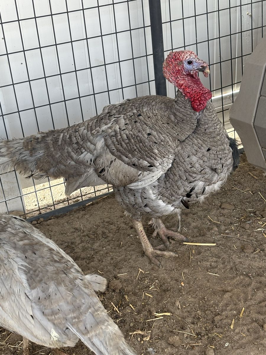 Blue Slate Turkey Tom
