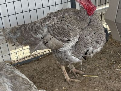 Blue Slate Turkey Tom