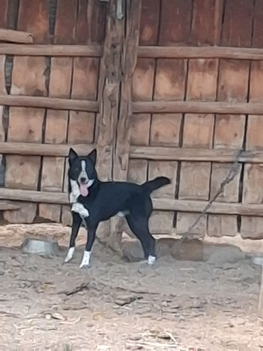 Black and White Dog