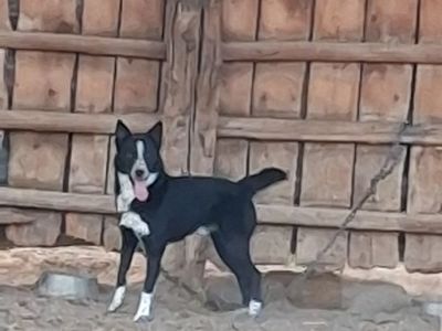 Black and White Dog