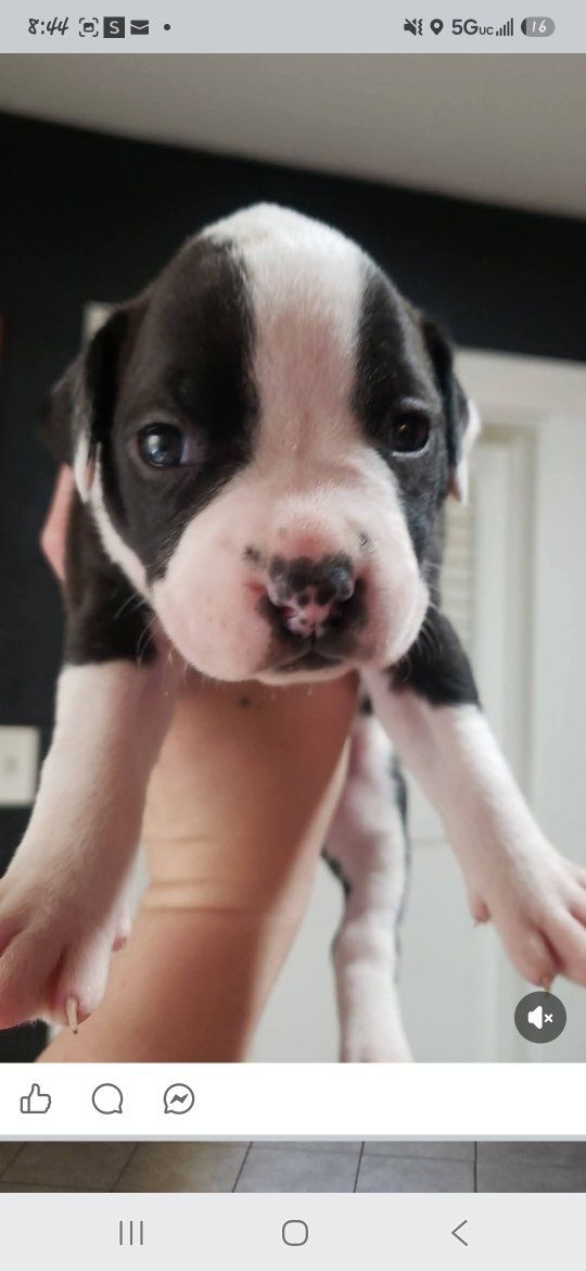 Pit bull red nose and blue nose / boxer puppies