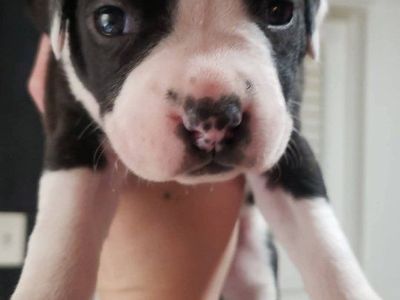 Pit bull red nose and blue nose / boxer puppies