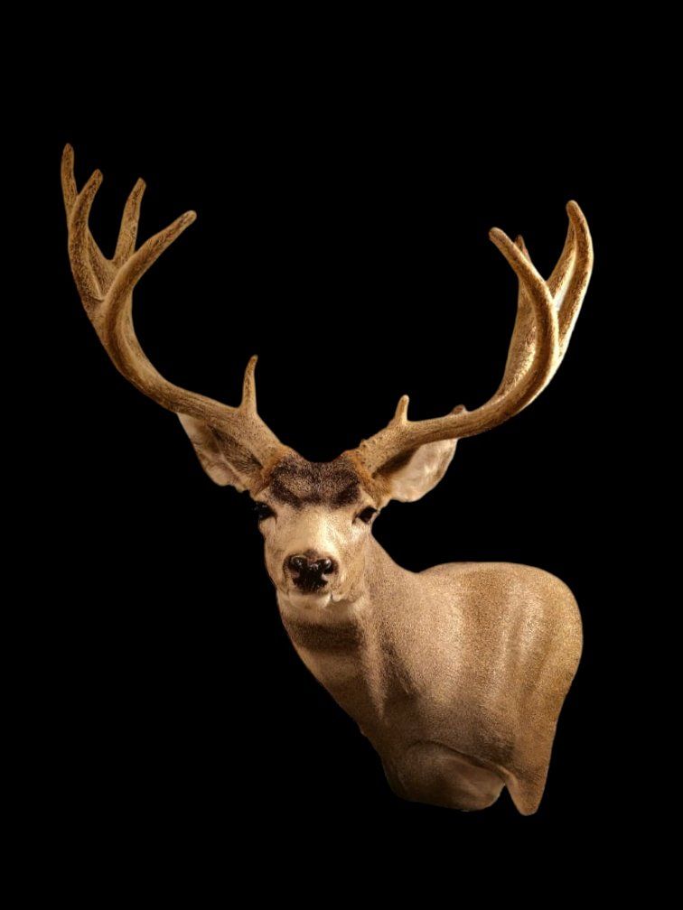 Main image 13