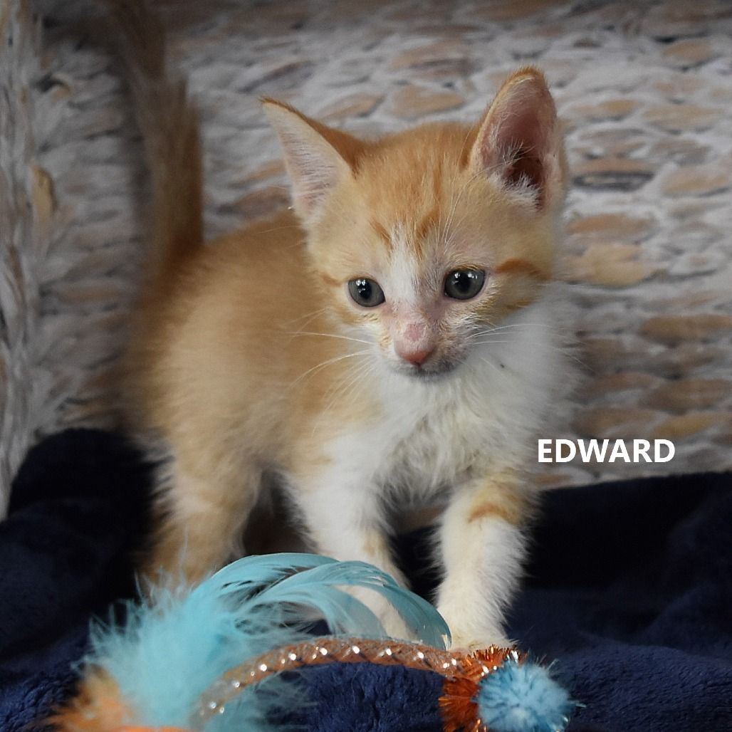 Hello my name is Edward