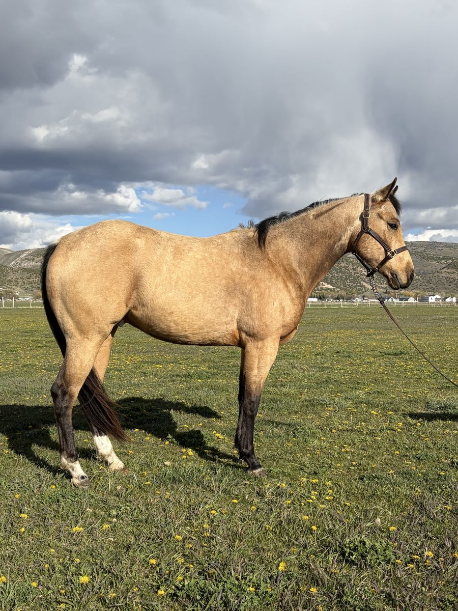 2023 Buckskin Gelding