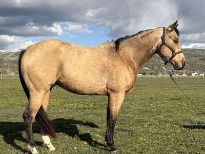 2023 Buckskin Gelding