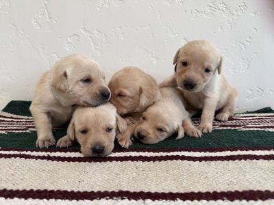 Akc Yellow Lab Pups
