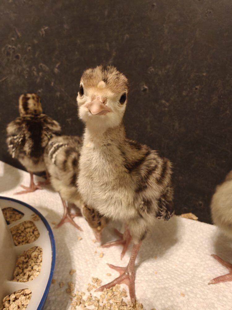 Narragansett Turkey Eggs & Poults