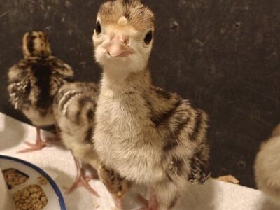 Narragansett Turkey Eggs & Poults