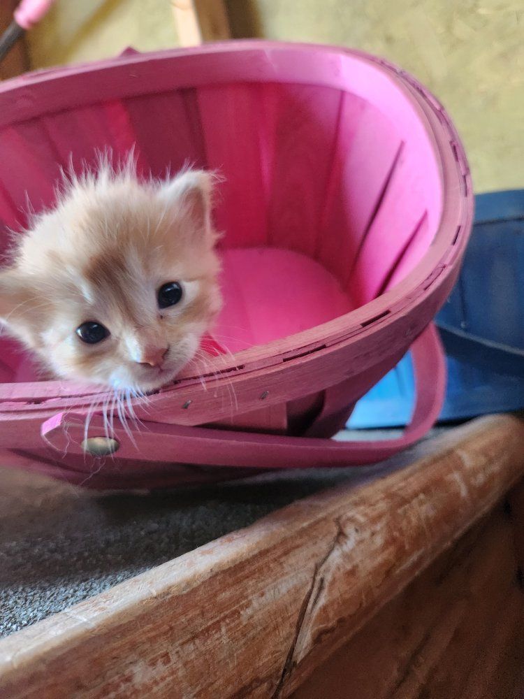 Rare Female Orange & Sweet Tabby Kittens