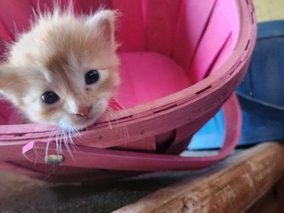 Rare Female Orange & Sweet Tabby Kittens