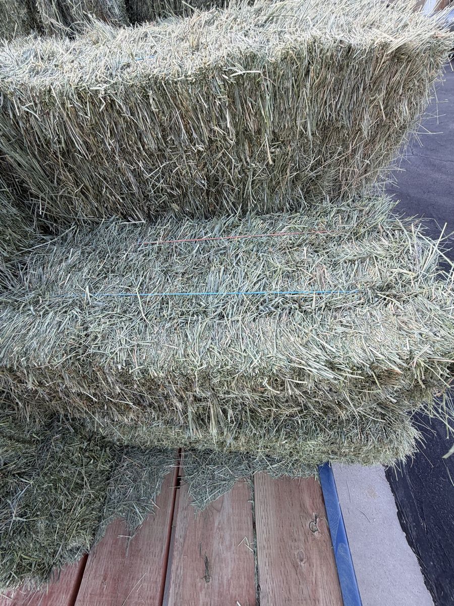 Hay