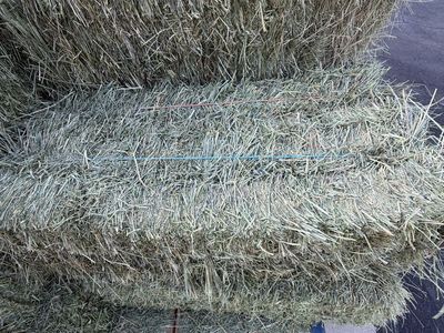 Hay