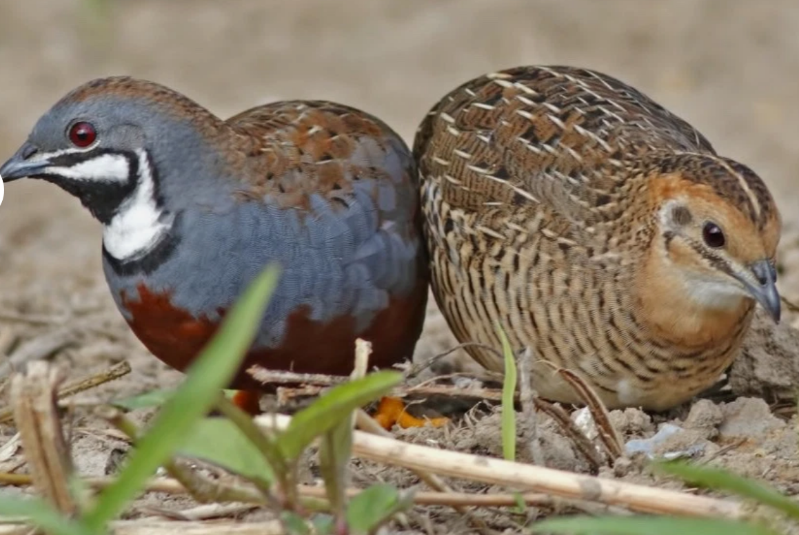 Button Quails for Good Home 4 each