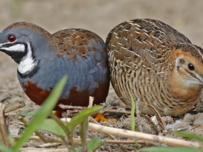 Button Quails for Good Home 4 each