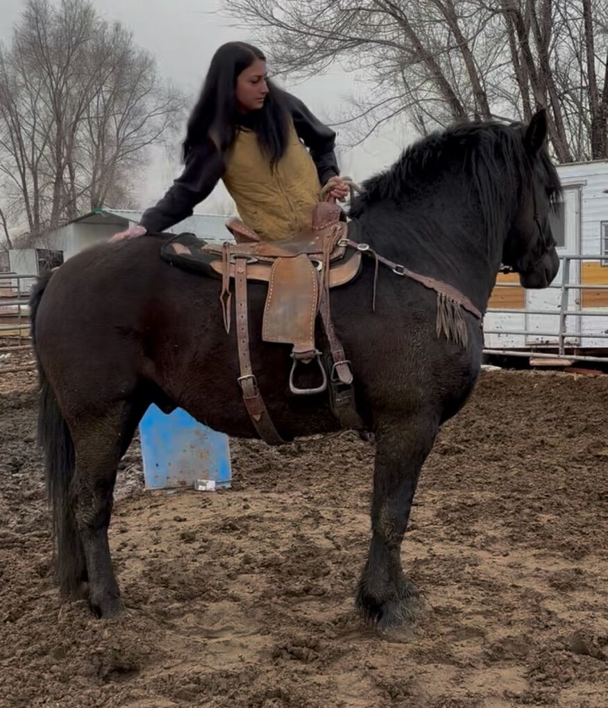 Percheron, Belgian Cross Stallion
