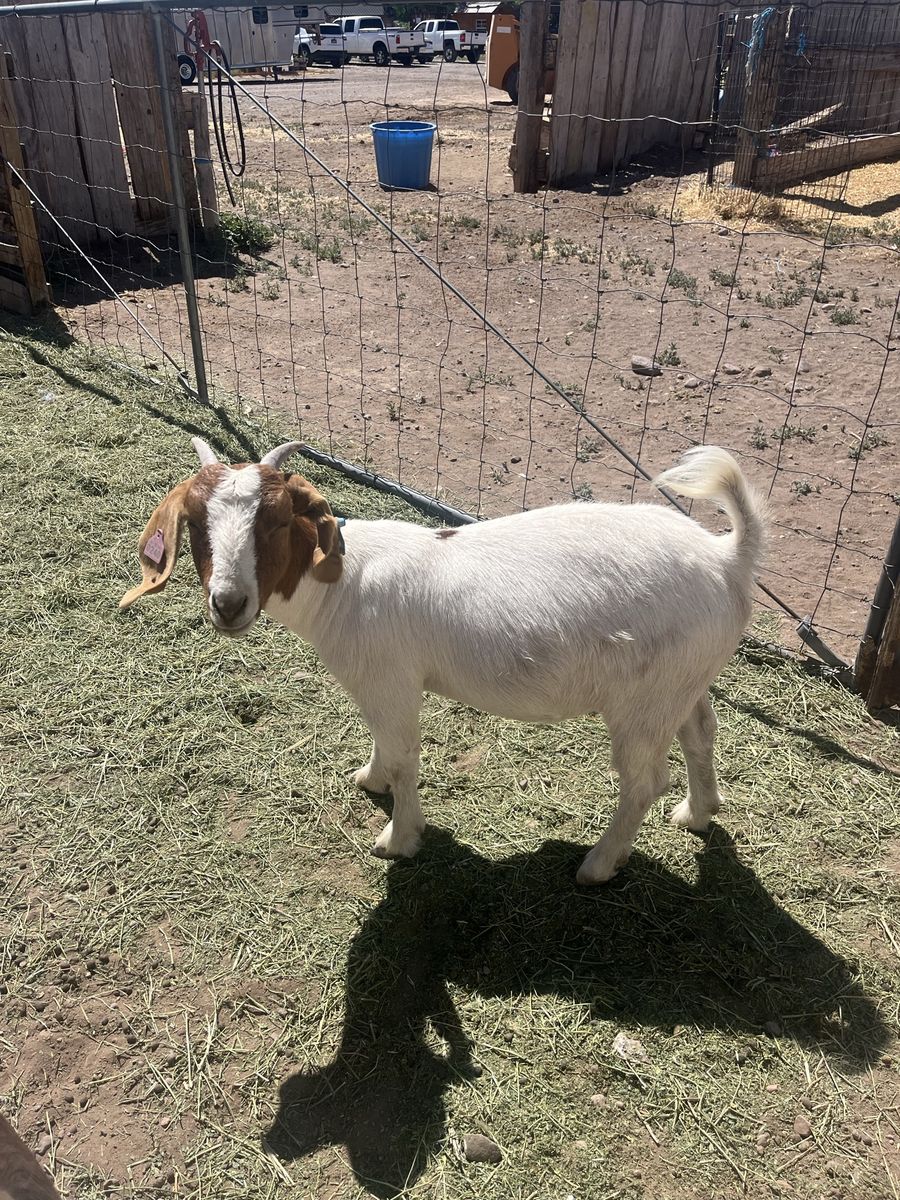 Boer Nannie
