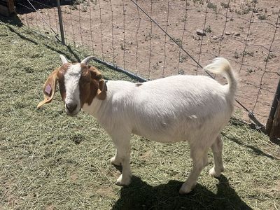 Boer Nannie